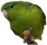 Perruche catherine (Bolborhynchus lineola) et autres touïs