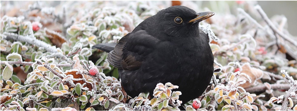 Garten Werkzeug Online Kaufen The Golden Rabbit Beste Gartengerate Fur Gartenliebhaber