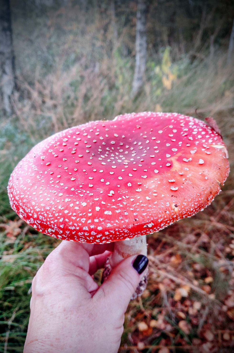 Fliegenpilz, Krötenstuhl, Mythologie, Amanita, Amanita muscaria, selber machen, Papiermaché, handgemacht, diy, Wald, Ibotensäure, Muscimol, Microdosing, getrocknete Pilze, giftig, toxisch, basteln, Pilze, nordische, Pantherina-Syndrom, Pantherpilz 