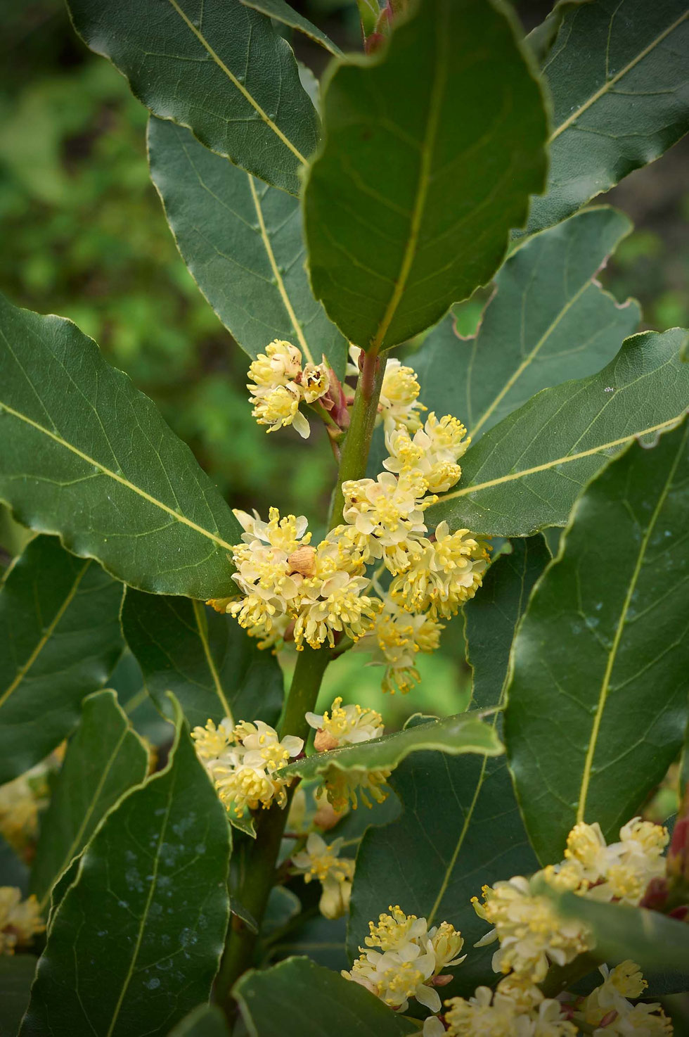 Lorbeer, Lorbeerbaum, Lorbeerkranz, Heilpflanze, Gewürzpflanze, Wacholder, Wacholderbeeren, Salbe, selber machen, diy, herstellen, Ölauszug, Naturkosmetik, ätherische Öle, Mythologie, Daphne und Apoll,