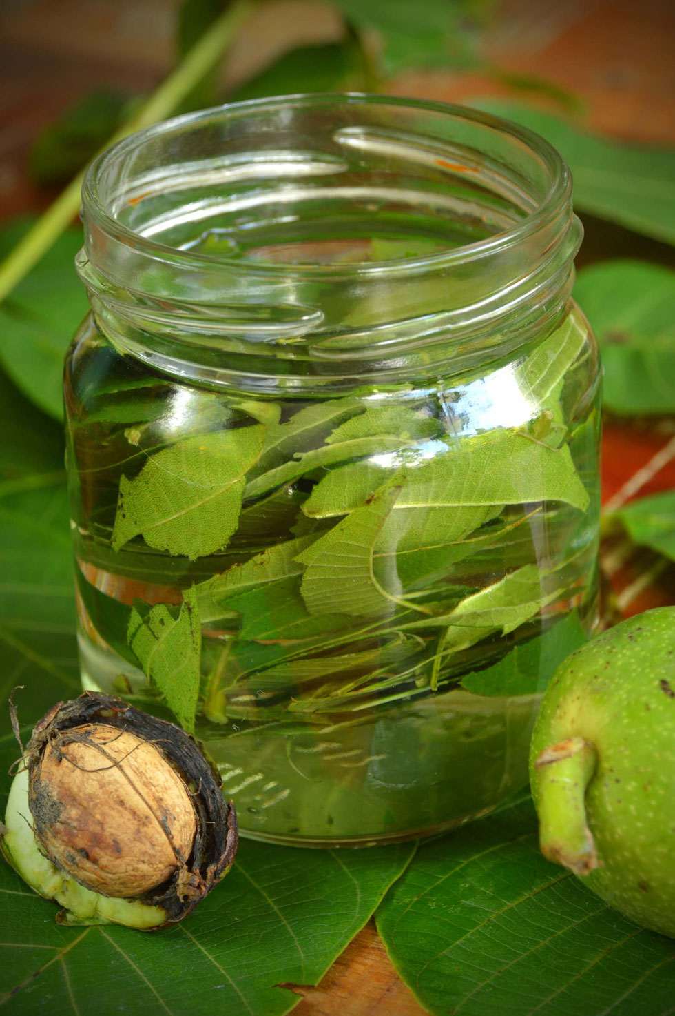 Walnuss, Walnussbaum, Walnussblätter, Echte Walnuss, Juglans regia, Walnussblüte, Walnussblättertee, Tee, Aufguss, Umschlag, Hauterkrankungen, Verdauung, Immunsystem, Tinktur, Alkohol, Auszug, Kräuterhexe, Akne, Gerbstoffe, Bitterstoffe