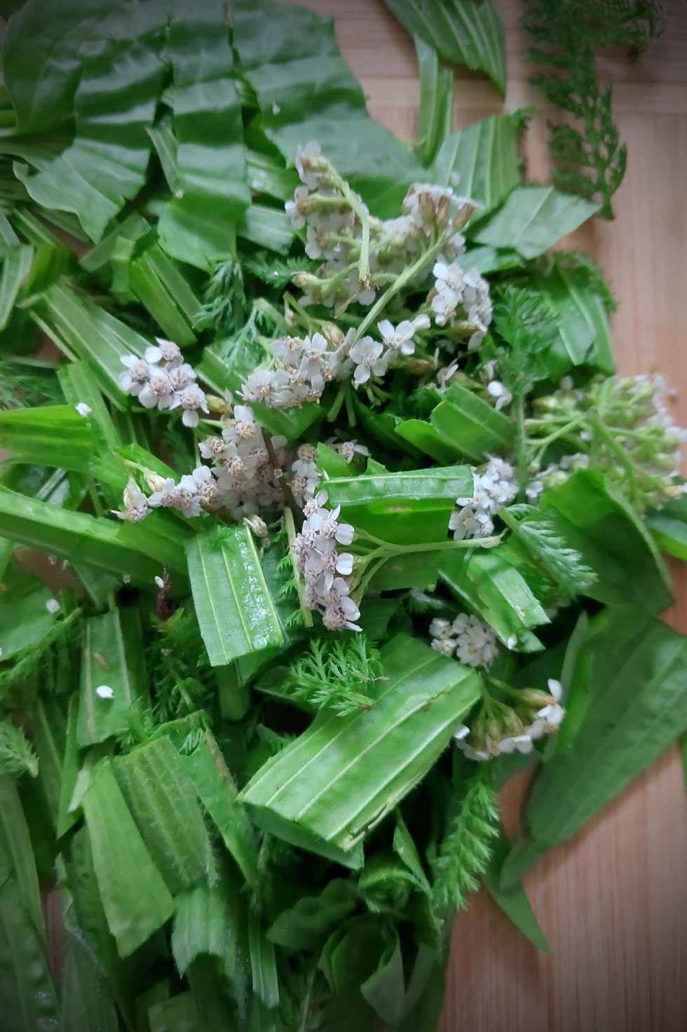 Salbe, Wundsalbe, Heilsalbe, selber machen, Salbenküche, Spitzwegerich, Schafgarbe, Bienenwachs, ätherische Öle, Olivenöl, Kokosöl, Kräuter, Wildkräuter, Wildkräuter sammeln, Kräuterhexe, Küchenhexe