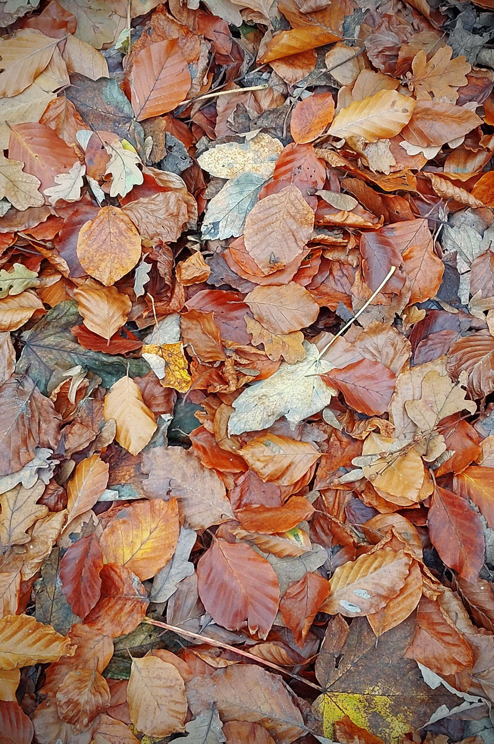 Tee, wild, Blättertee, Buche, Fagus, Herbst, Buchen, Buchenwald, getrocknet, wilder Tee, selber machen, Baumblätter, Tee aus Baumblättern, Rotbuche, Baum, Heilpflanze, Schwarztee-Ersatz