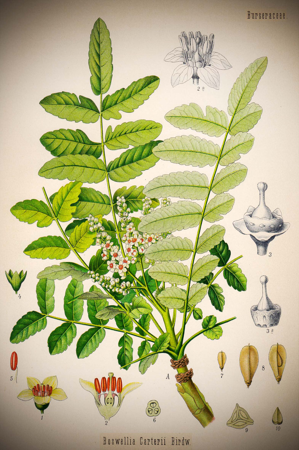 Weihrauch, Harz, Weihraucharten, Boswellia, Boswellia sacra, Boswellia serrata, Salbe, Balsam, Rose, entzündungshemmend, Rezept,schmerzlindernd, ätherische Öle, grüne Hexe, Küchenhexe, Kräuterhexe, selber machen, Ölauszug, Weihrauch-Salbe,