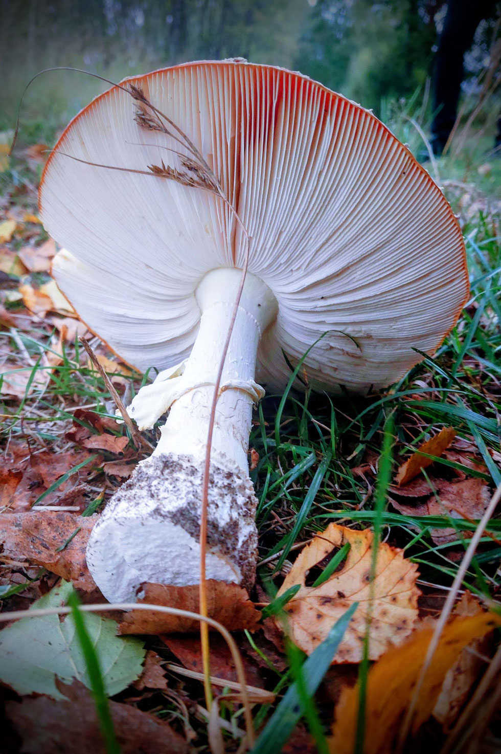 Fliegenpilz, Krötenstuhl, Mythologie, Amanita, Amanita muscaria, selber machen, Papiermaché, handgemacht, diy, Wald, Ibotensäure, Muscimol, Microdosing, getrocknete Pilze, giftig, toxisch, basteln, Pilze, nordische, Pantherina-Syndrom, Pantherpilz 
