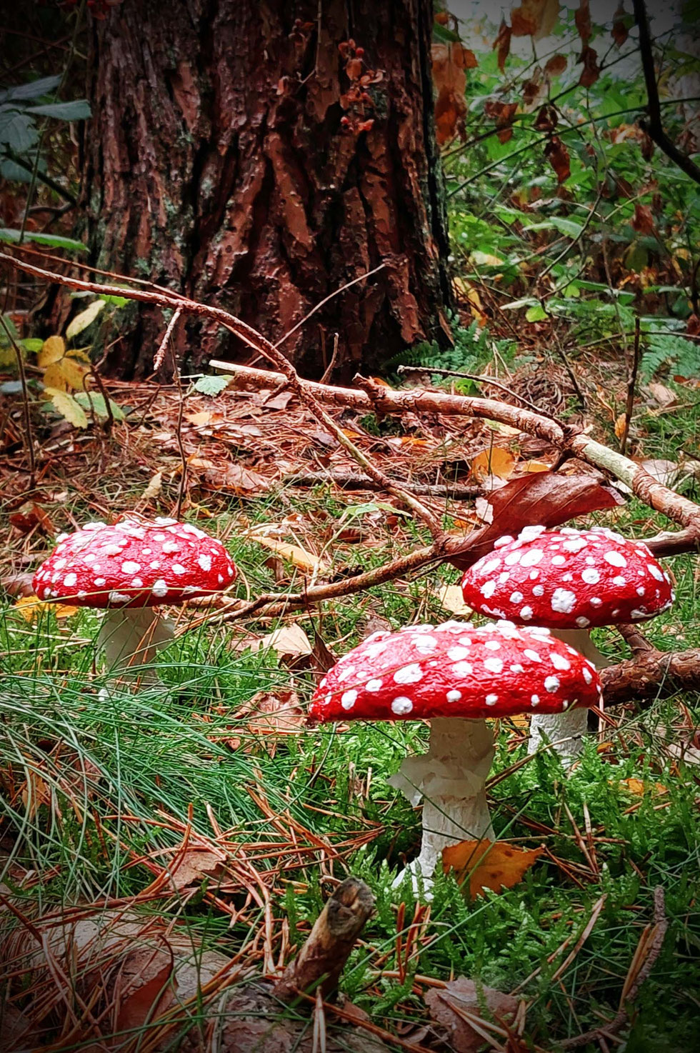 Fliegenpilz, Krötenstuhl, Mythologie, Amanita, Amanita muscaria, selber machen, Papiermaché, handgemacht, diy, Wald, Ibotensäure, Muscimol, Microdosing, getrocknete Pilze, giftig, toxisch, basteln, Pilze, nordische, Pantherina-Syndrom, Pantherpilz 