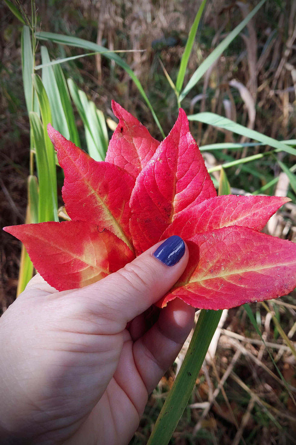 Herbst, Dekoration, Deko, selber machen, selbstgemacht, Kranz, Blätter, Blätterkranz, Herbstkranz, Herbstblätterkranz, diy, Herbstliebe, Herbstfarben, Blättergirlande, Pappelblätter, Pfaffenhütchen, Windlicht, Basteln, Kreatives, Natur, Naturmaterialien, 