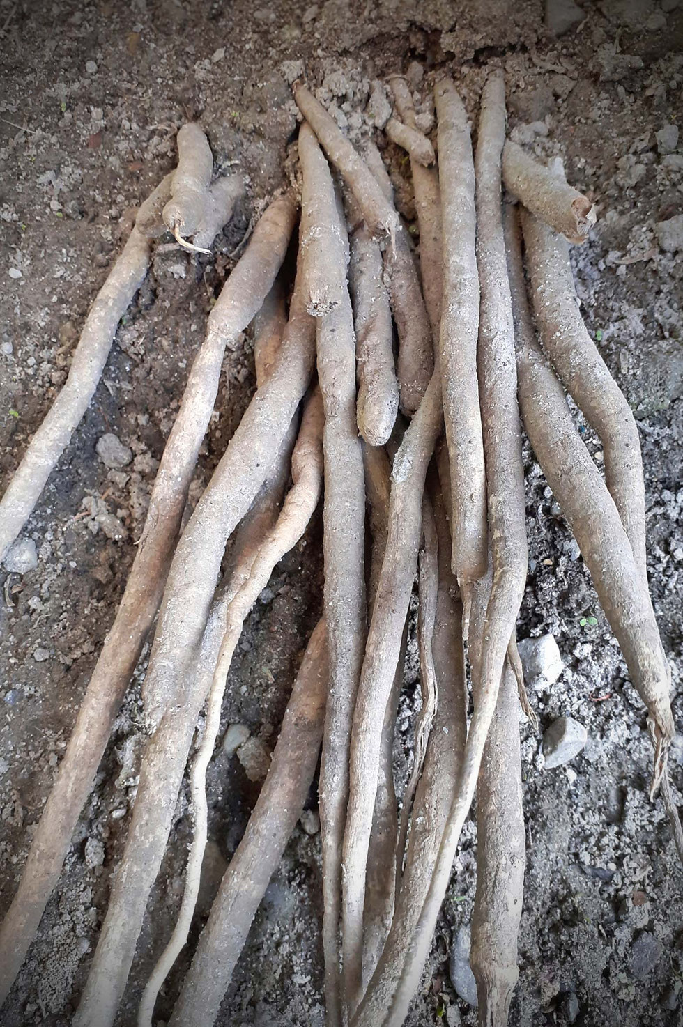 Venus, Moon-Milk, selber machen, Kakao, Shatavari, Ashwagandha, Erdbeeren, Erdbeer-Kakao, Ayurveda, Vanille, Hibiskus, Phytoöstrogene, Indischer Spargel, Wilder Spargel, Indien, Wurzel, weibliche Hormone, hormonausgleichend, Adaptogene, Rasayana,