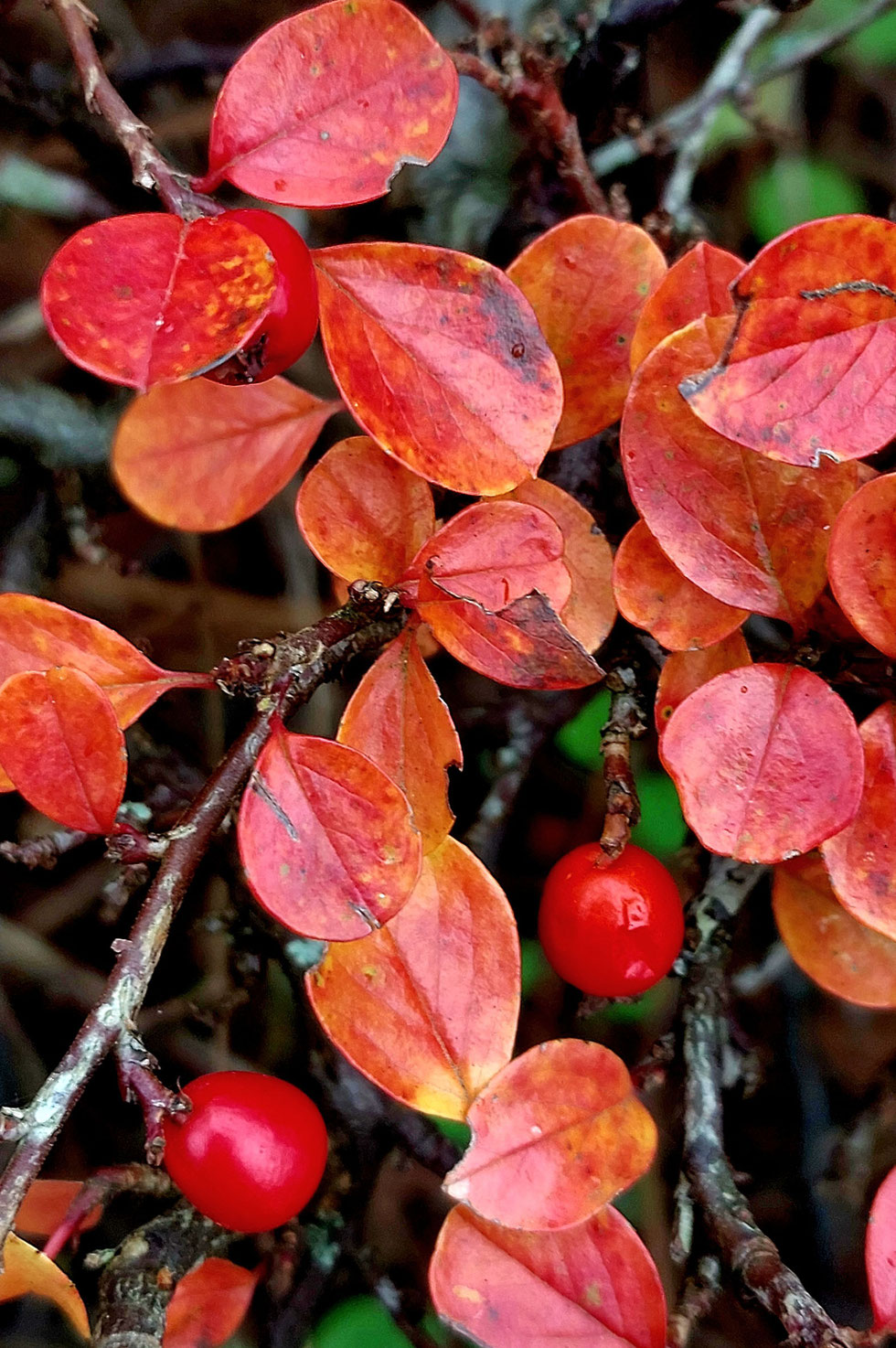 Herbst, Dekoration, Deko, selber machen, selbstgemacht, Kranz, Blätter, Blätterkranz, Herbstkranz, Herbstblätterkranz, diy, Herbstliebe, Herbstfarben, Blättergirlande, Pappelblätter, Pfaffenhütchen, Windlicht, Basteln, Kreatives, Natur, Naturmaterialien, 