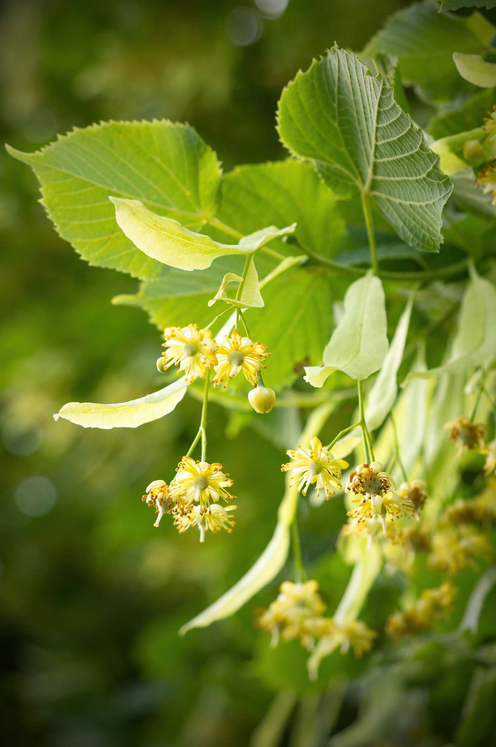 Gel selber machen, Hautpflege, natürlich, Sonnenbrand, Hautreizungen, gestresste, Haut, Lindenblüten, Leinsamen, Erdbeeren, Kräuterhexe, Küchenhexe, Naturkosmetik, selber machen, Hautgel,