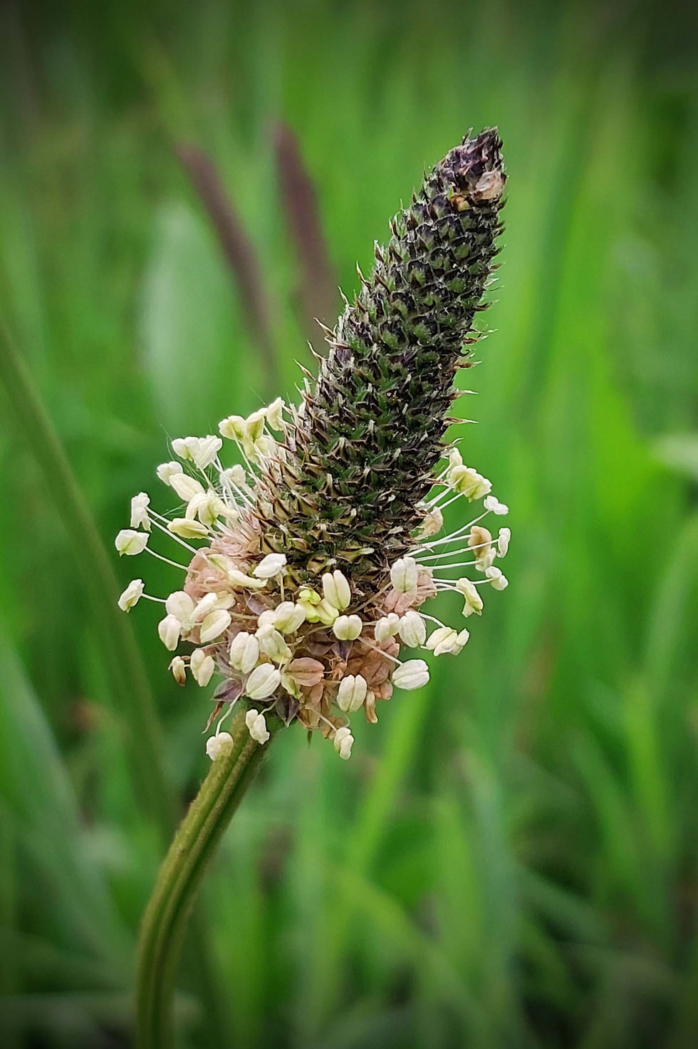 Salbe, Wundsalbe, Heilsalbe, selber machen, Salbenküche, Spitzwegerich, Schafgarbe, Bienenwachs, ätherische Öle, Olivenöl, Kokosöl, Kräuter, Wildkräuter, Wildkräuter sammeln, Kräuterhexe, Küchenhexe