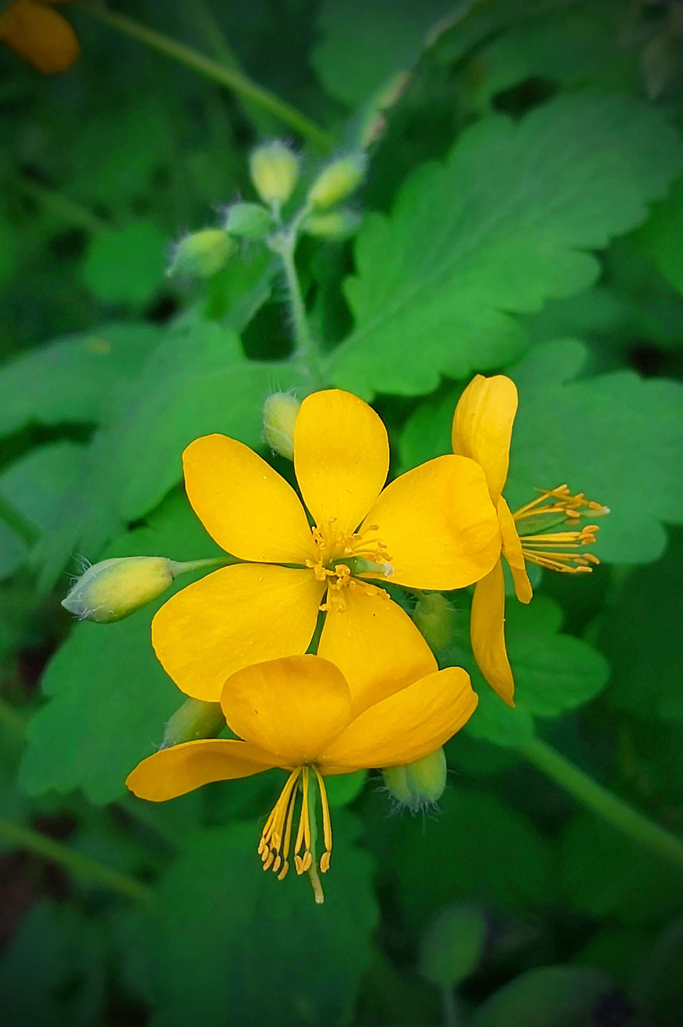 Frühling, Schöllkraut, Chelidonium majus, Tinktur, selber machen, herstellen, Warzen, Hornhaut, Hautwucherungen, Glaucionsalbe, Warzenkraut, Milchsaft, gelb-orange, Kräuterhexe, Wildpflanzen, Wildpflanzen verarbeiten 