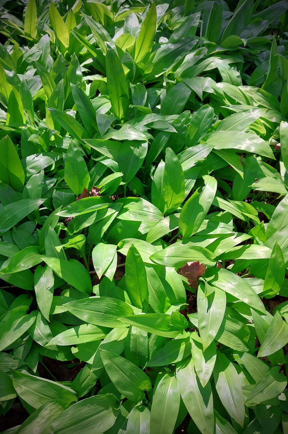 Bärlauch, Frühling, Allium ursinum, Oxymel, Sauerhonig, Allicin, Mineralien, Vitamine, blutreinigend, entgiftend, Honig, Apfelessig, grüne Hexe, Kräuter, Wildkräuter, selber machen, Rezept, Kräuterhexe