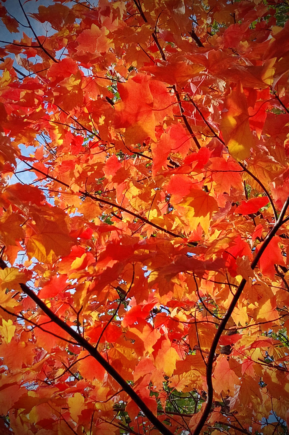 Herbst, Dekoration, Deko, selber machen, selbstgemacht, Kranz, Blätter, Blätterkranz, Herbstkranz, Herbstblätterkranz, diy, Herbstliebe, Herbstfarben, Blättergirlande, Pappelblätter, Pfaffenhütchen, Windlicht, Basteln, Kreatives, Natur, Naturmaterialien, 