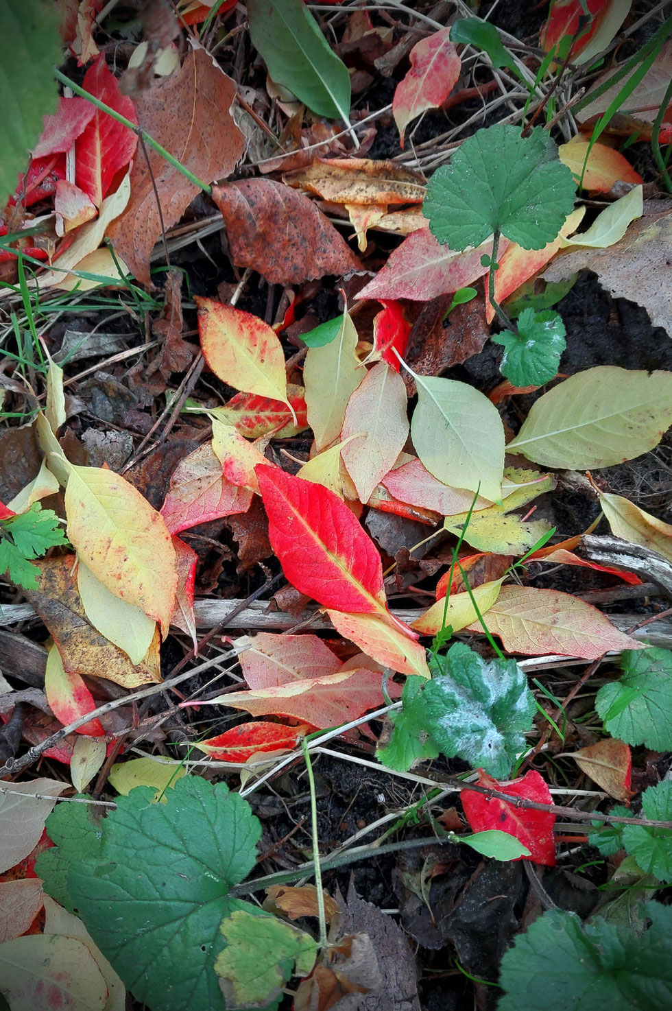 Herbst, Dekoration, Deko, selber machen, selbstgemacht, Kranz, Blätter, Blätterkranz, Herbstkranz, Herbstblätterkranz, diy, Herbstliebe, Herbstfarben, Blättergirlande, Pappelblätter, Pfaffenhütchen, Windlicht, Basteln, Kreatives, Natur, Naturmaterialien, 