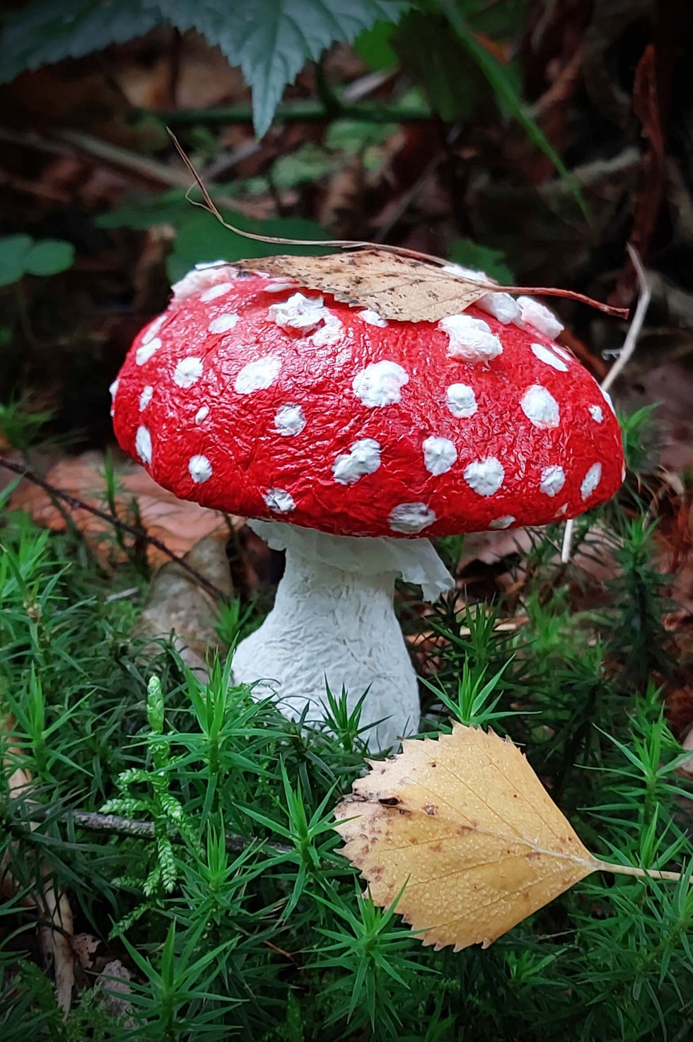 Fliegenpilz, Krötenstuhl, Mythologie, Amanita, Amanita muscaria, selber machen, Papiermaché, handgemacht, diy, Wald, Ibotensäure, Muscimol, Microdosing, getrocknete Pilze, giftig, toxisch, basteln, Pilze, nordische, Pantherina-Syndrom, Pantherpilz 