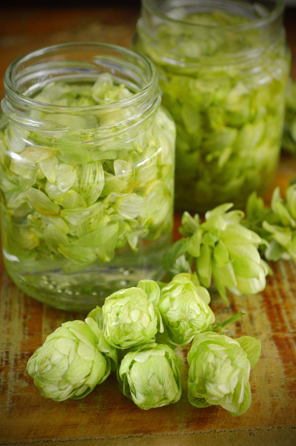 Hopfen, echter Hopfen, Humulus lupulus, Hopfen-Ölauszug, Hopfen-Tinktur, Hautpflege, Phytoöstrogene, Beruhigung, Entspannung, Hopfen-Balsam, selber machen, Hormone, ätherische Öle, Karottensamen, Wilde Möhre, 