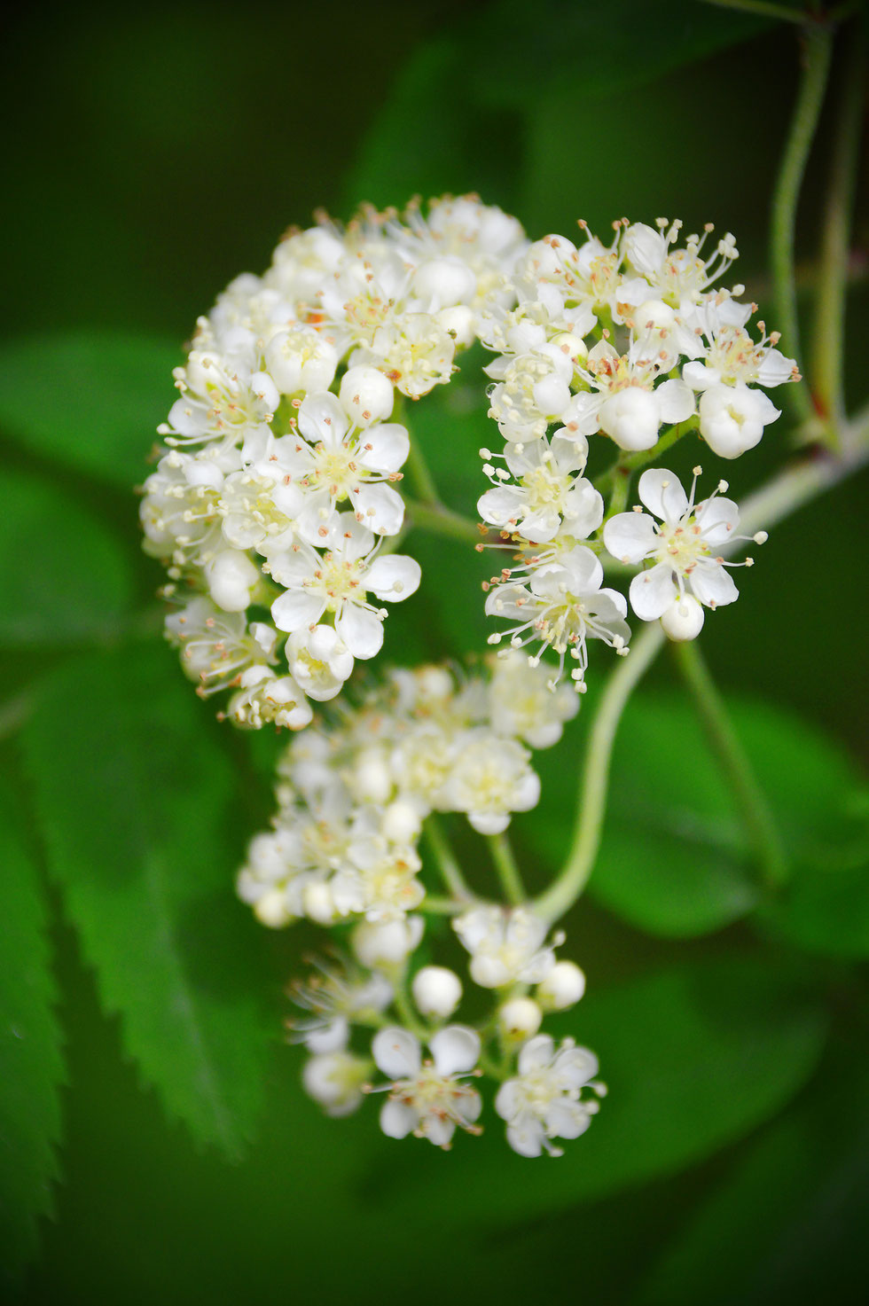 Eberesche, Vogelbeere, rote Beeren, Heilpflanzen, Wildpflanzen, Vogelbeeren, Zeus, Thor, Zitrone des Nordens, Vitamin C, Parasorbinsäure