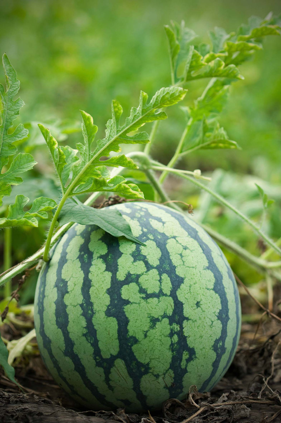 Shrub, Shrub selber machen, selber machen, Früchte, Essig, Shrub-Rezept, Aprikosen, Lavendel, Melone, Wassermelone, Minze, Ferment, fermentieren, Kräuter, Fermentation, gesunde Getränke, Kräuterhexe, Küchenhexe