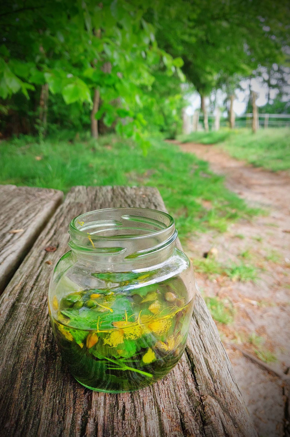Frühling, Schöllkraut, Chelidonium majus, Tinktur, selber machen, herstellen, Warzen, Hornhaut, Hautwucherungen, Glaucionsalbe, Warzenkraut, Milchsaft, gelb-orange, Kräuterhexe, Wildpflanzen, Wildpflanzen verarbeiten 