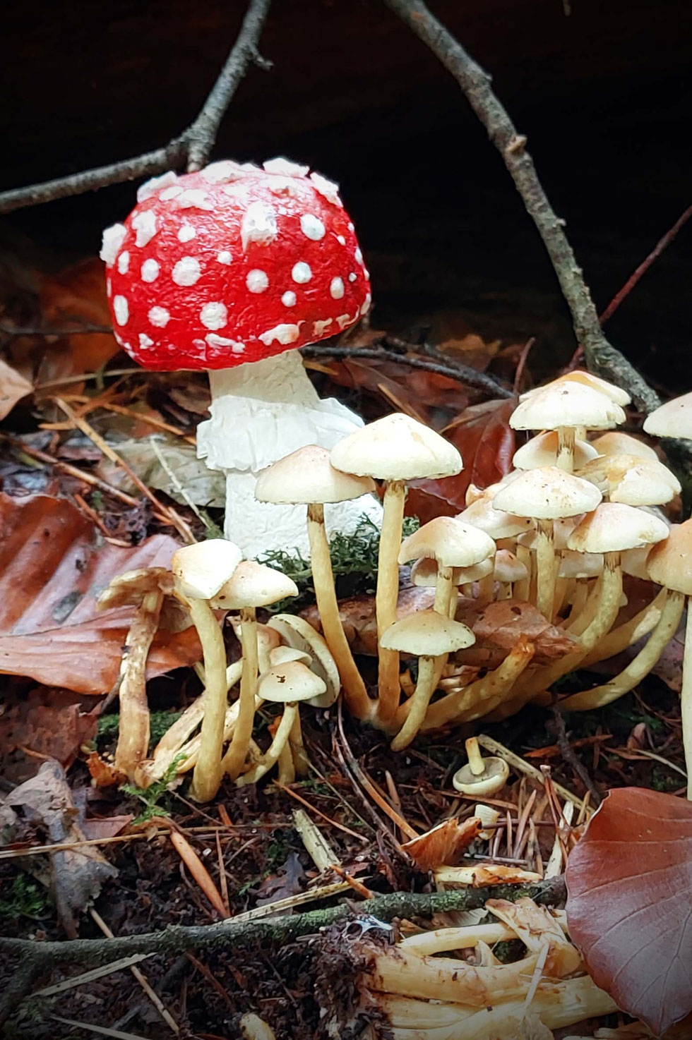 Fliegenpilz, Krötenstuhl, Mythologie, Amanita, Amanita muscaria, selber machen, Papiermaché, handgemacht, diy, Wald, Ibotensäure, Muscimol, Microdosing, getrocknete Pilze, giftig, toxisch, basteln, Pilze, nordische, Pantherina-Syndrom, Pantherpilz 