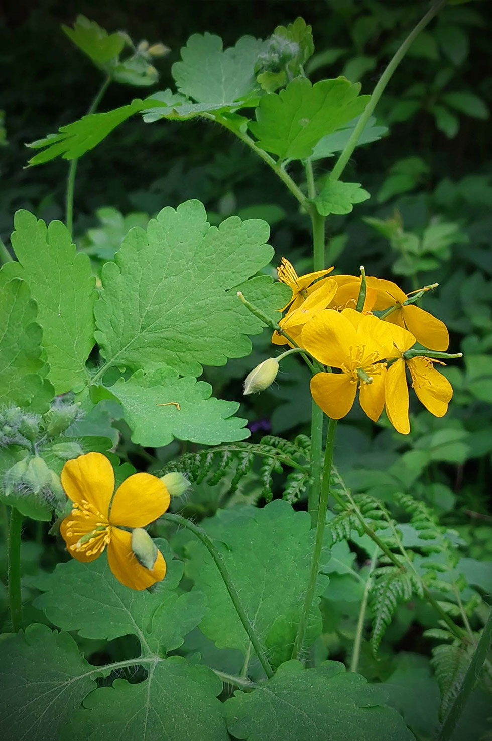 Frühling, Schöllkraut, Chelidonium majus, Tinktur, selber machen, herstellen, Warzen, Hornhaut, Hautwucherungen, Glaucionsalbe, Warzenkraut, Milchsaft, gelb-orange, Kräuterhexe, Wildpflanzen, Wildpflanzen verarbeiten 