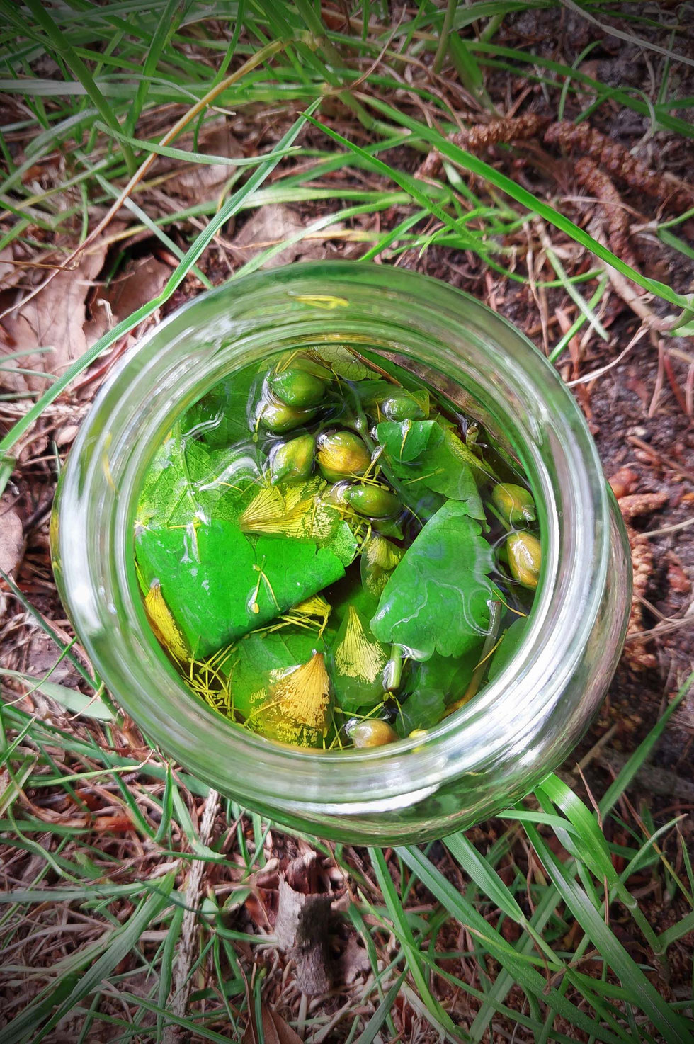 Frühling, Schöllkraut, Chelidonium majus, Tinktur, selber machen, herstellen, Warzen, Hornhaut, Hautwucherungen, Glaucionsalbe, Warzenkraut, Milchsaft, gelb-orange, Kräuterhexe, Wildpflanzen, Wildpflanzen verarbeiten 
