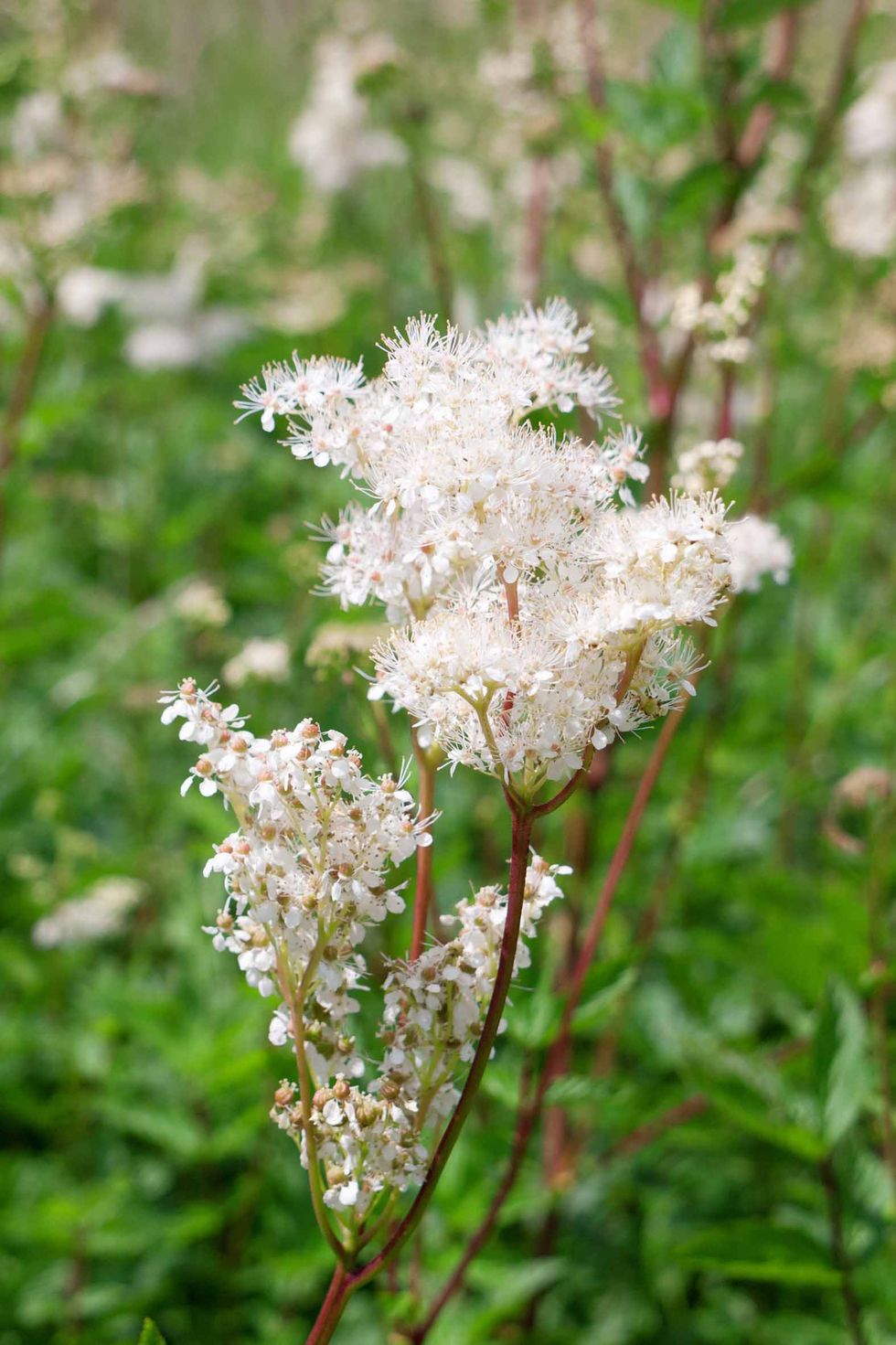 Mädesüß, Mädesüss, Filipendula ulmaria, Tintkur, Erkältung, Schmerzen, Kopfschmerzen, Heilpflanzen, Heilkräuter, Wildkräuter, Wildkräuter verarbeiten, Aspirin, Tinktur selber herstellen