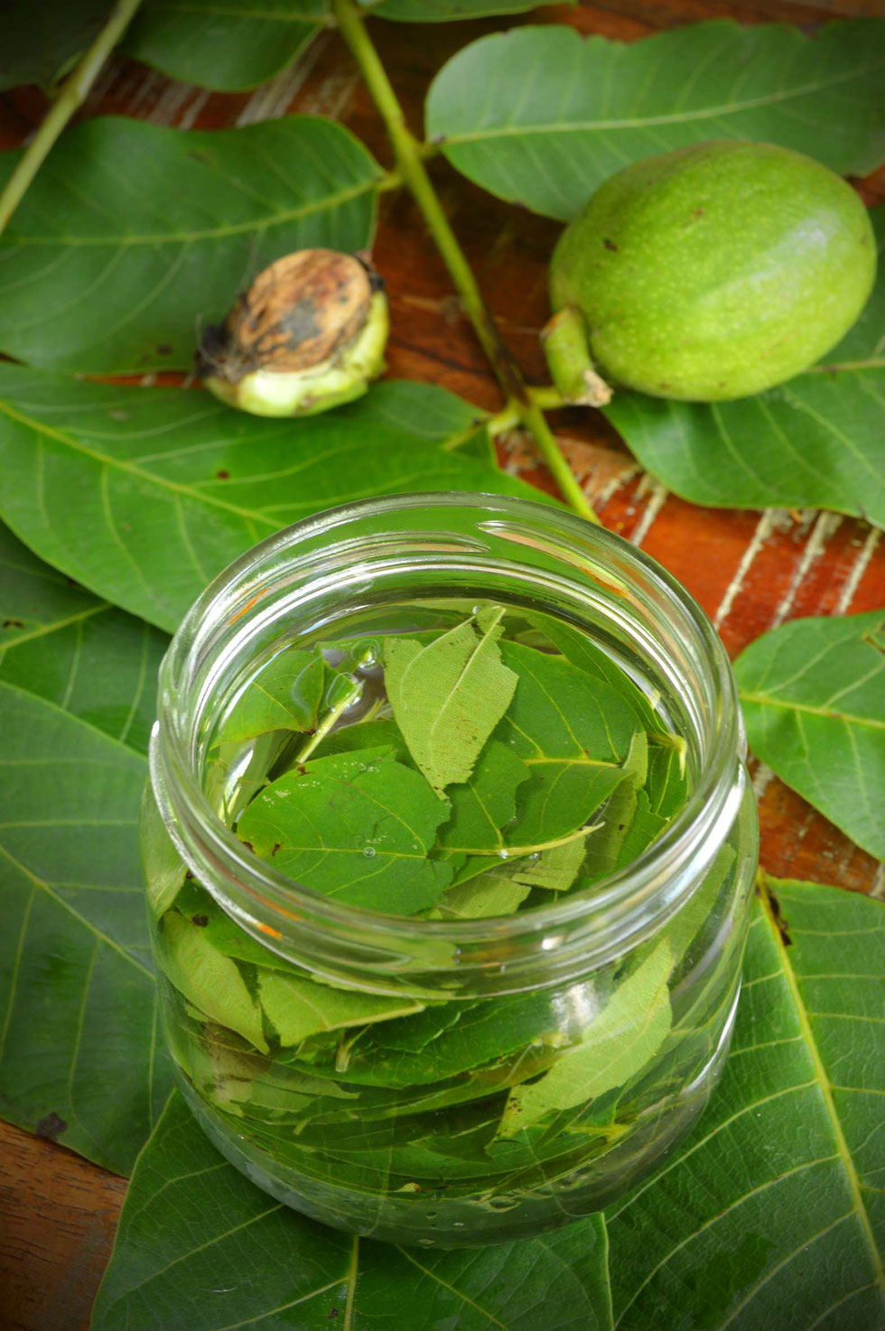 Walnuss, Walnussbaum, Walnussblätter, Echte Walnuss, Juglans regia, Walnussblüte, Walnussblättertee, Tee, Aufguss, Umschlag, Hauterkrankungen, Verdauung, Immunsystem, Tinktur, Alkohol, Auszug, Kräuterhexe, Akne, Gerbstoffe, Bitterstoffe