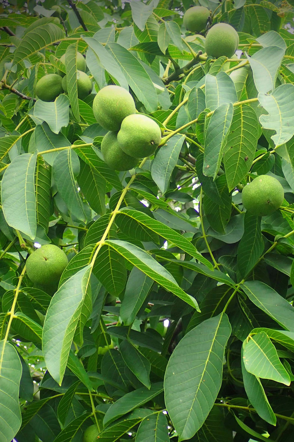 Walnuss, Walnussbaum, Walnussblätter, Echte Walnuss, Juglans regia, Walnussblüte, Walnussblättertee, Tee, Aufguss, Umschlag, Hauterkrankungen, Verdauung, Immunsystem, Tinktur, Alkohol, Auszug, Kräuterhexe, Akne, Gerbstoffe, Bitterstoffe