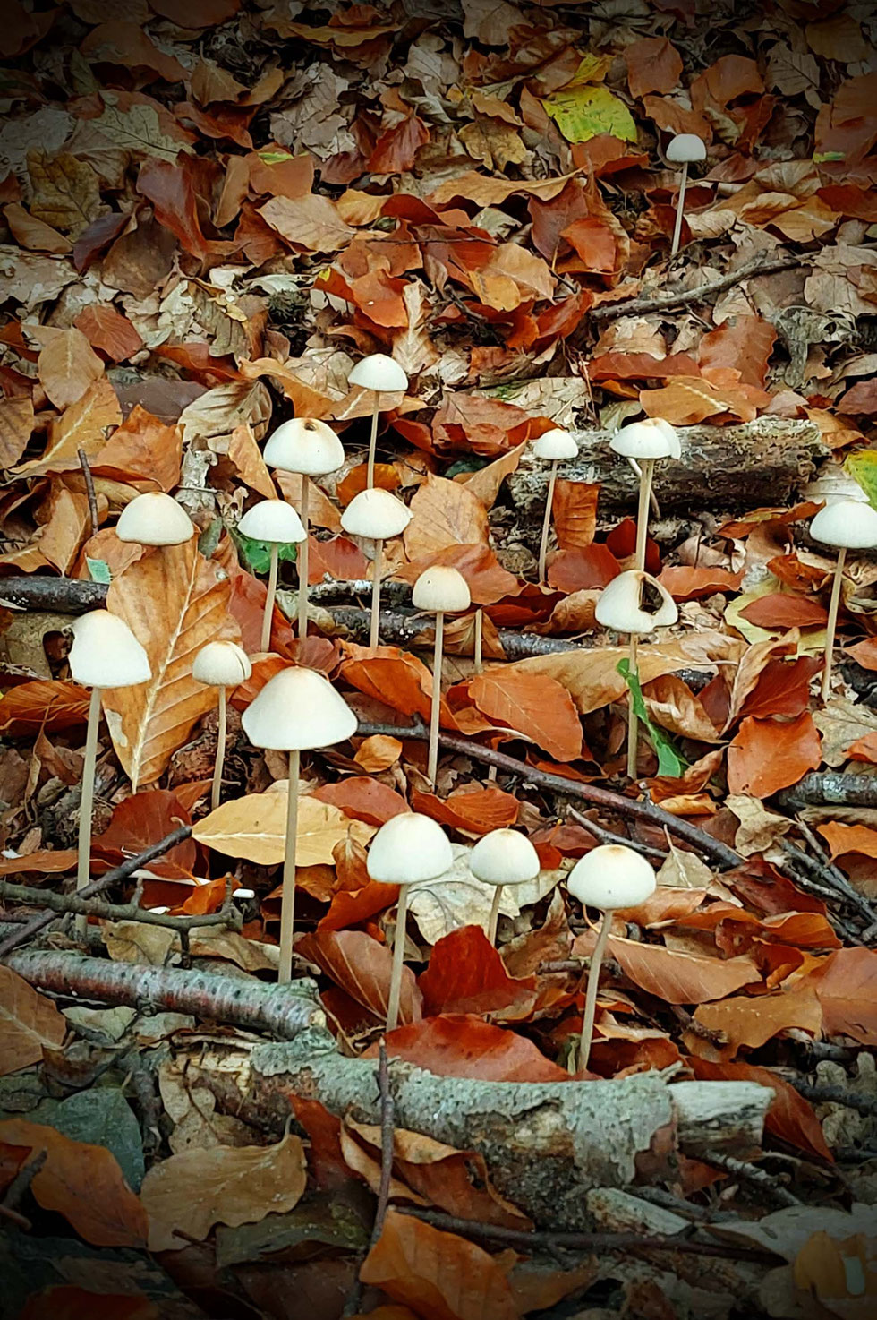 Fliegenpilz, Krötenstuhl, Mythologie, Amanita, Amanita muscaria, selber machen, Papiermaché, handgemacht, diy, Wald, Ibotensäure, Muscimol, Microdosing, getrocknete Pilze, giftig, toxisch, basteln, Pilze, nordische, Pantherina-Syndrom, Pantherpilz 