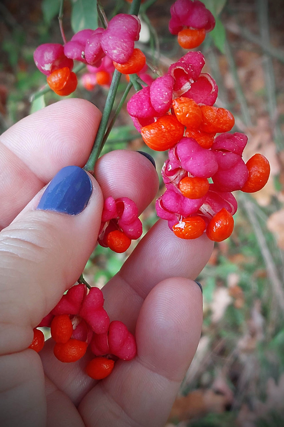 Herbst, Dekoration, Deko, selber machen, selbstgemacht, Kranz, Blätter, Blätterkranz, Herbstkranz, Herbstblätterkranz, diy, Herbstliebe, Herbstfarben, Blättergirlande, Pappelblätter, Pfaffenhütchen, Windlicht, Basteln, Kreatives, Natur, Naturmaterialien, 