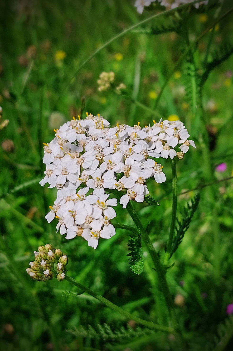 Salbe, Wundsalbe, Heilsalbe, selber machen, Salbenküche, Spitzwegerich, Schafgarbe, Bienenwachs, ätherische Öle, Olivenöl, Kokosöl, Kräuter, Wildkräuter, Wildkräuter sammeln, Kräuterhexe, Küchenhexe