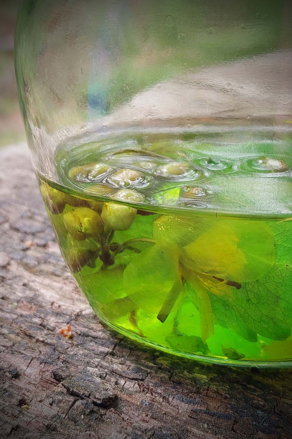 Frühling, Schöllkraut, Chelidonium majus, Tinktur, selber machen, herstellen, Warzen, Hornhaut, Hautwucherungen, Glaucionsalbe, Warzenkraut, Milchsaft, gelb-orange, Kräuterhexe, Wildpflanzen, Wildpflanzen verarbeiten 