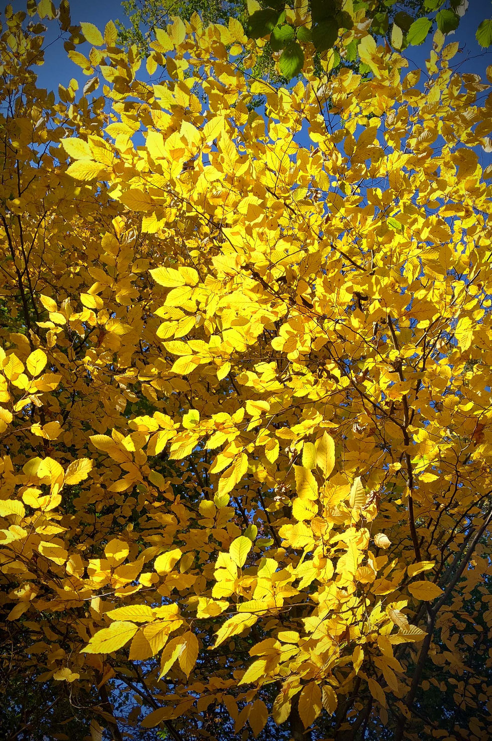 Herbst, Dekoration, Deko, selber machen, selbstgemacht, Kranz, Blätter, Blätterkranz, Herbstkranz, Herbstblätterkranz, diy, Herbstliebe, Herbstfarben, Blättergirlande, Pappelblätter, Pfaffenhütchen, Windlicht, Basteln, Kreatives, Natur, Naturmaterialien, 