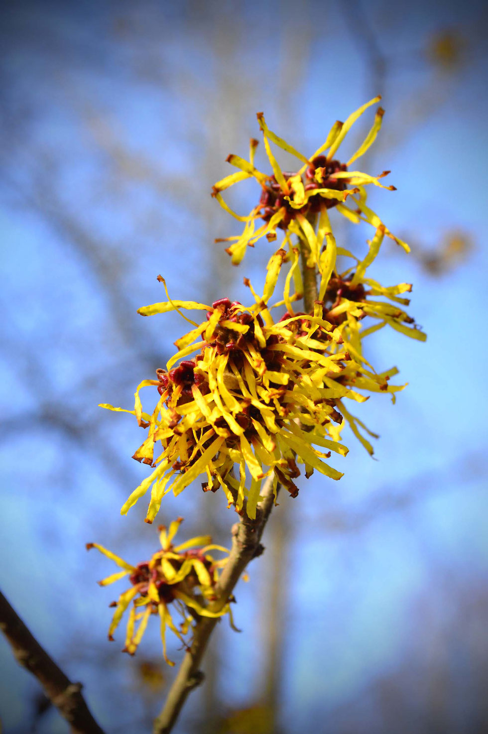 Hamamelis, Zaubernuss, witch hazel, Hamamelis virginiana, USA, Amerika, native americans, Indianer, Heilanwendung, Hautpflege, Naturkosmetik, Zauber, Pflanzenzauber, Heilpflanze, Gerbstoffe, Winter,  Inhaltsstoffe