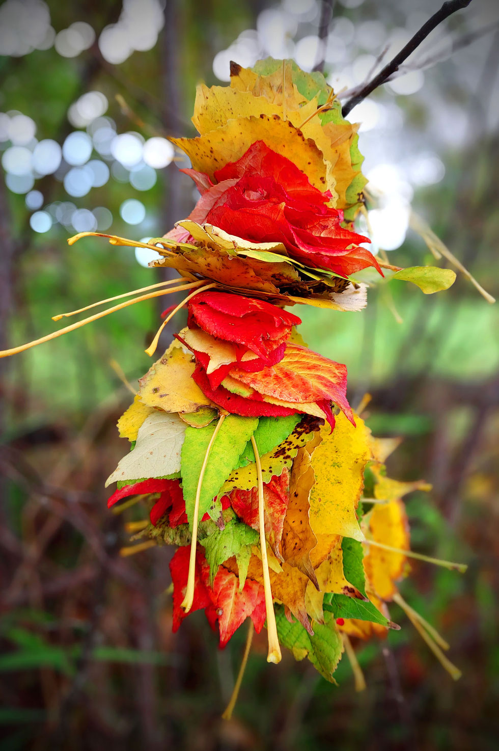 Herbst, Dekoration, Deko, selber machen, selbstgemacht, Kranz, Blätter, Blätterkranz, Herbstkranz, Herbstblätterkranz, diy, Herbstliebe, Herbstfarben, Blättergirlande, Pappelblätter, Pfaffenhütchen, Windlicht, Basteln, Kreatives, Natur, Naturmaterialien, 