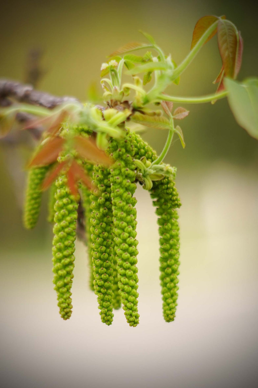 Walnuss, Walnussbaum, Walnussblätter, Echte Walnuss, Juglans regia, Walnussblüte, Walnussblättertee, Tee, Aufguss, Umschlag, Hauterkrankungen, Verdauung, Immunsystem, Tinktur, Alkohol, Auszug, Kräuterhexe, Akne, Gerbstoffe, Bitterstoffe