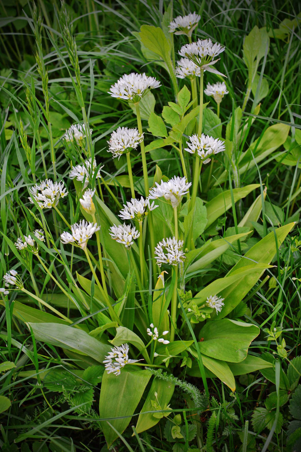 Bärlauch, Frühling, Allium ursinum, Oxymel, Sauerhonig, Allicin, Mineralien, Vitamine, blutreinigend, entgiftend, Honig, Apfelessig, grüne Hexe, Kräuter, Wildkräuter, selber machen, Rezept, Kräuterhexe