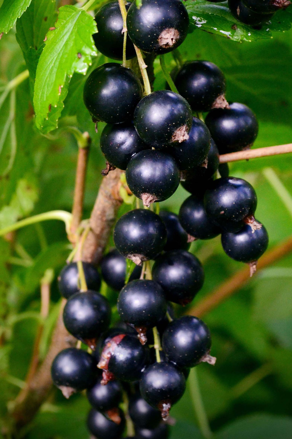 Essig, Fruchtessig, Balsam, Balsamico, Weißweinessig, Aprikose, Rosmarin, Chili, Schwarze Johannisbeere, Schlehen, Essig herstellen, fruchtige Essige selber machen, selber machen, diy, Früchte, Resteverwertung