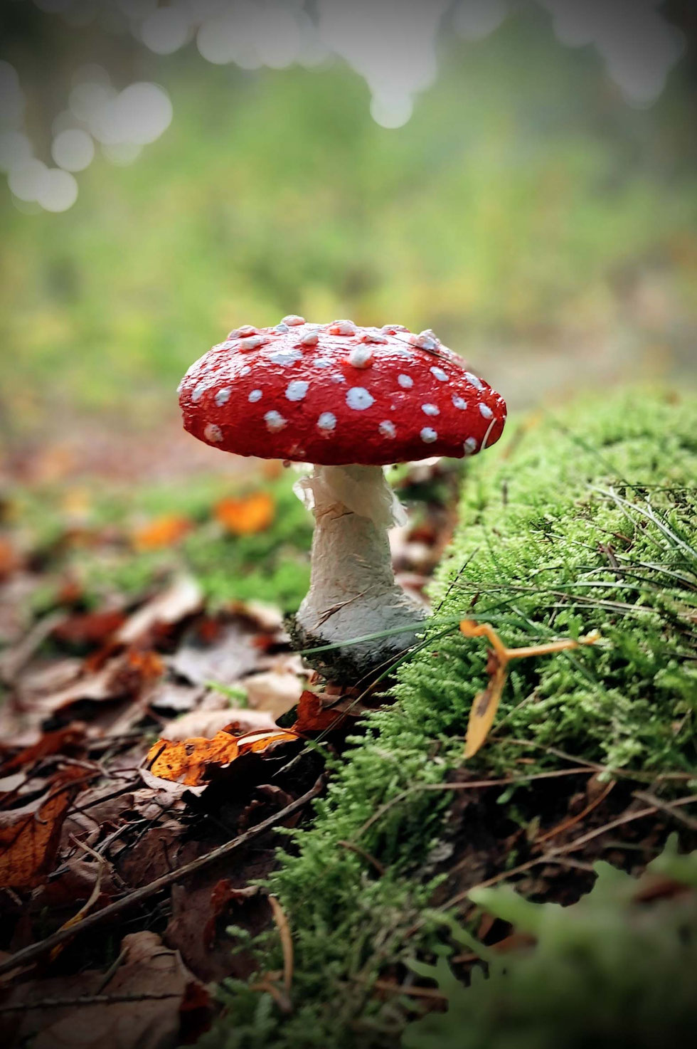 Fliegenpilz, Krötenstuhl, Mythologie, Amanita, Amanita muscaria, selber machen, Papiermaché, handgemacht, diy, Wald, Ibotensäure, Muscimol, Microdosing, getrocknete Pilze, giftig, toxisch, basteln, Pilze, nordische, Pantherina-Syndrom, Pantherpilz 
