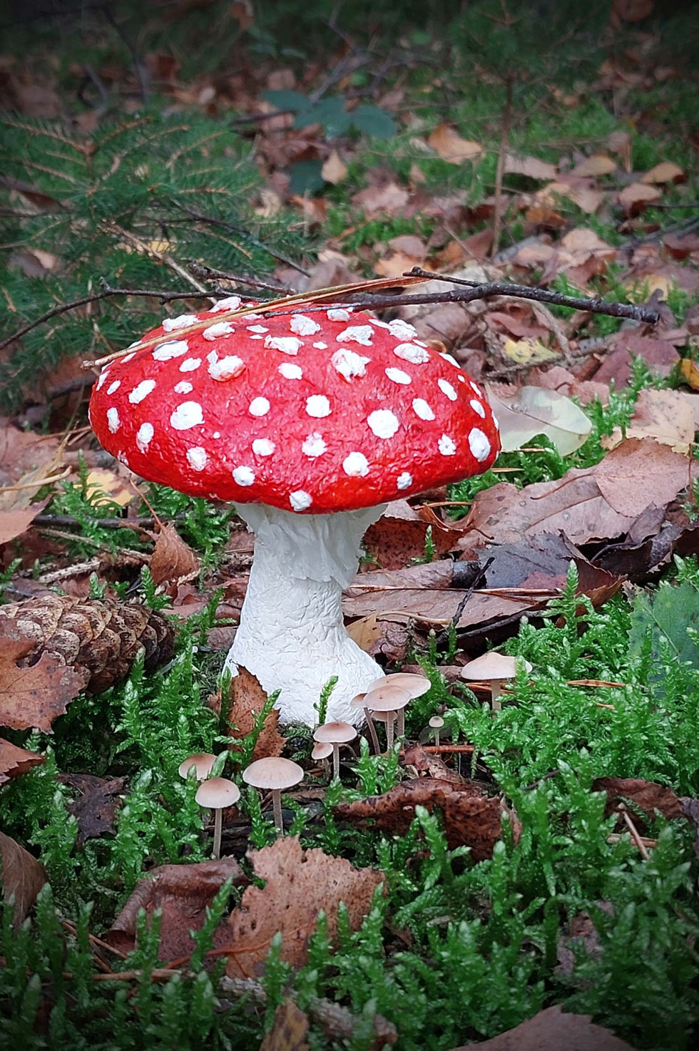 Fliegenpilz, Krötenstuhl, Mythologie, Amanita, Amanita muscaria, selber machen, Papiermaché, handgemacht, diy, Wald, Ibotensäure, Muscimol, Microdosing, getrocknete Pilze, giftig, toxisch, basteln, Pilze, nordische, Pantherina-Syndrom, Pantherpilz 