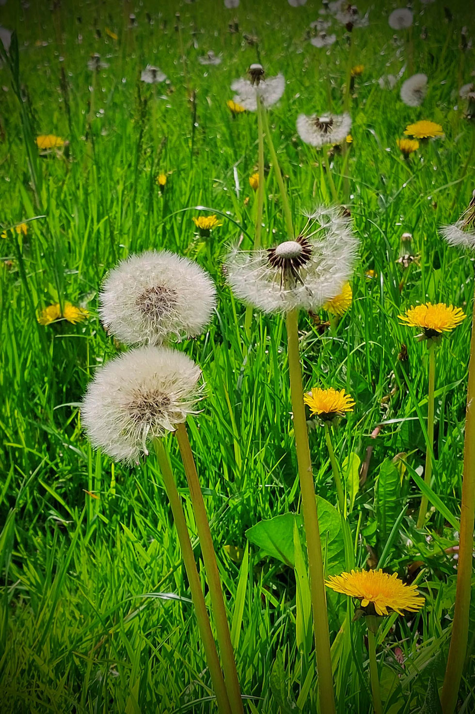 Frühling, Schöllkraut, Chelidonium majus, Tinktur, selber machen, herstellen, Warzen, Hornhaut, Hautwucherungen, Glaucionsalbe, Warzenkraut, Milchsaft, gelb-orange, Kräuterhexe, Wildpflanzen, Wildpflanzen verarbeiten 
