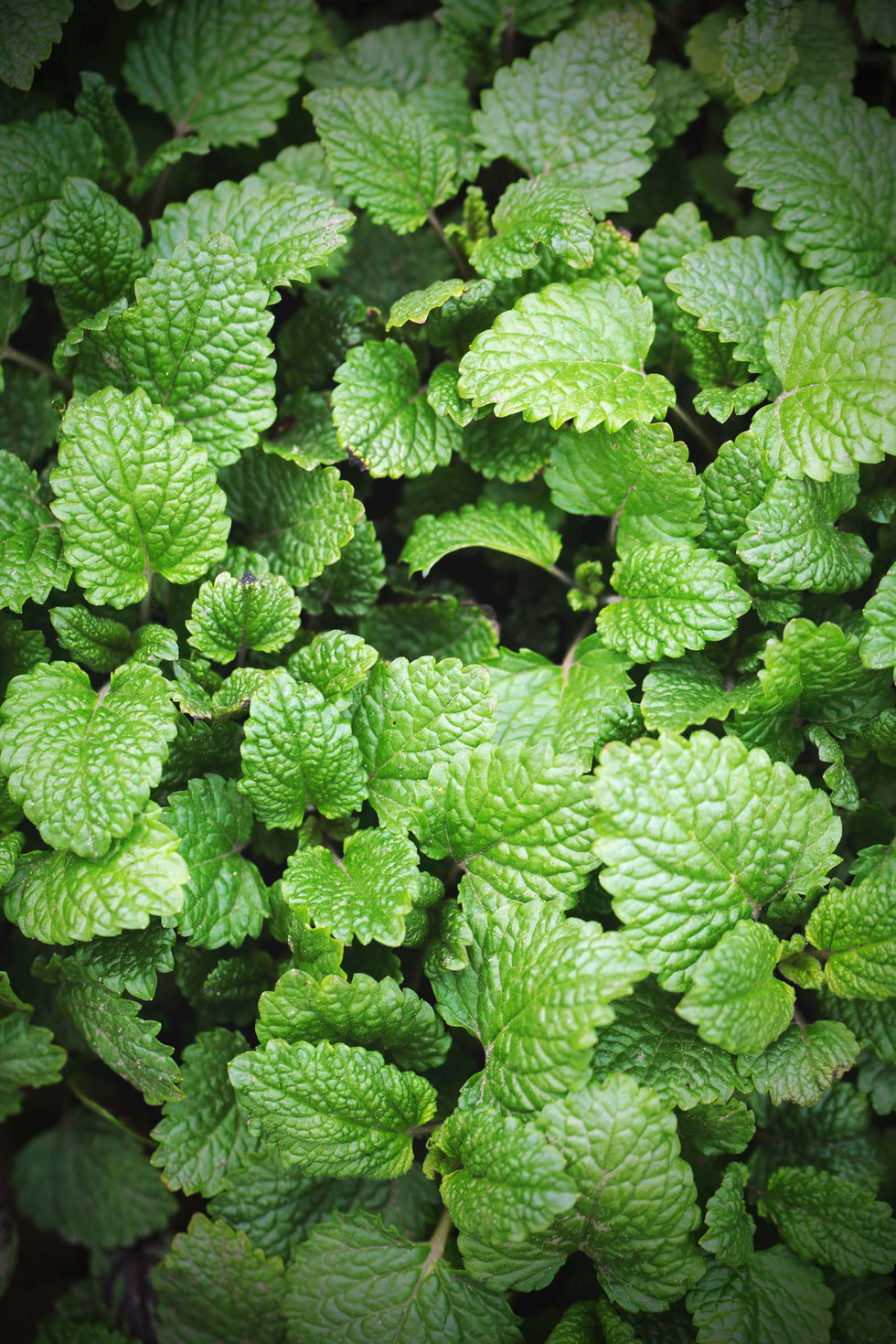 Zitronenmelisse, Melisse, Melissa officinalis, Heilpflanzen, Küchenkräuter, Zitrone, Orange, Duft, ätherische Öle, Rosenblüten, Apfelssig, erfrischend, vitalisierend, Bodyspray, Gesichtswasser, Deodorant, natürliche Hautpflege, Küchenhexe, Kräuterhexe