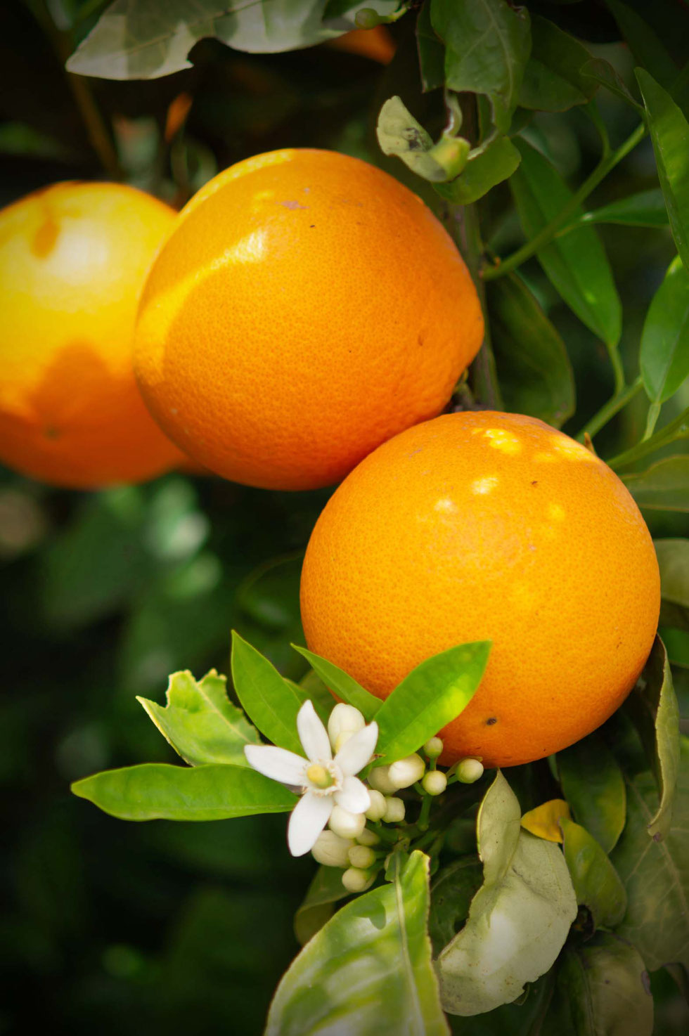 Orange, Orangenschale, Zitrusfrüchte, Basilikum, Sommer, Hautpflege,natürlich, Smoothie, Hautsmoothie, erfrischend, Erfrischung, Haut, Gesicht, Gesichtsspray, Bodyspray, selber machen,