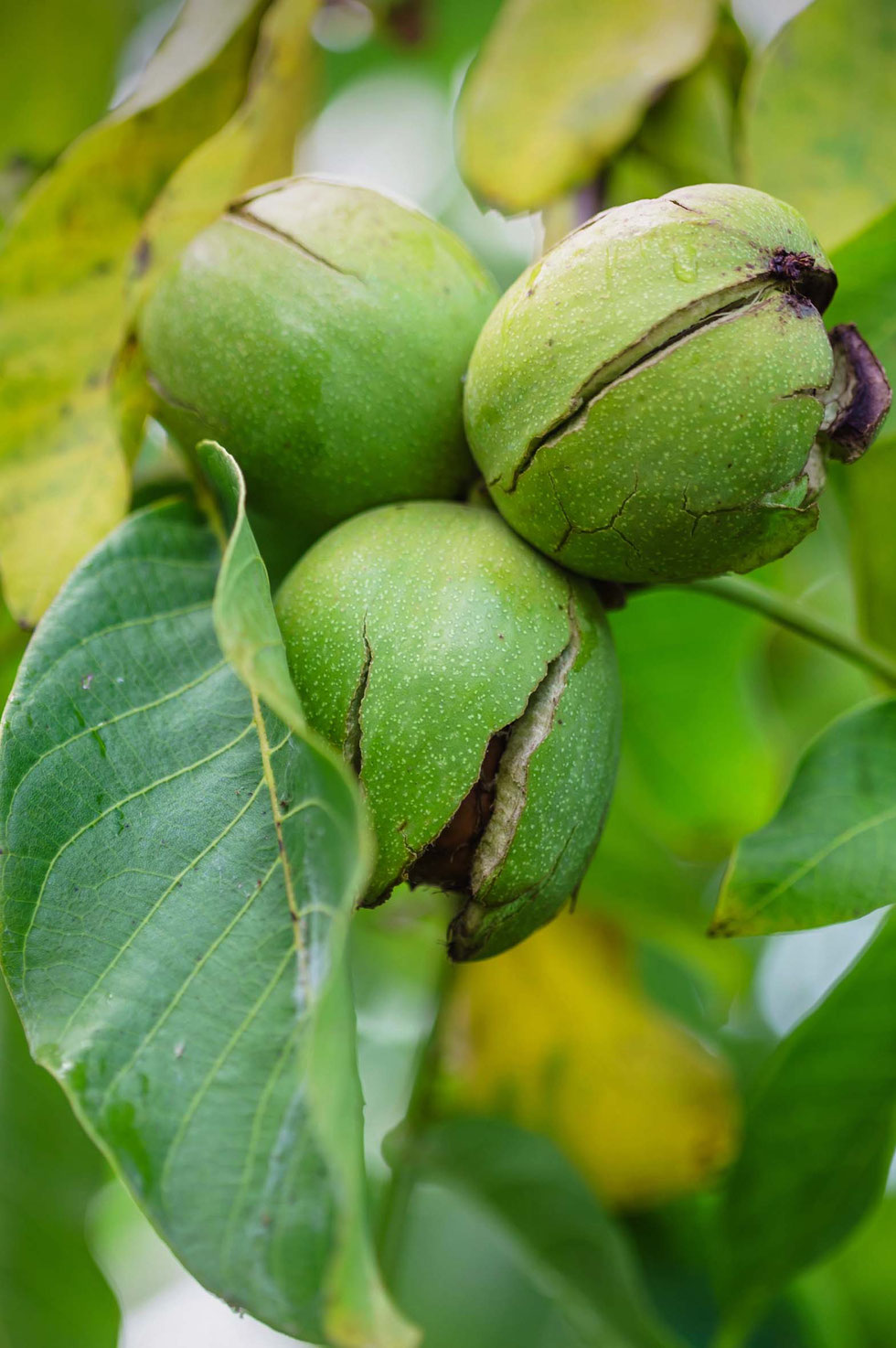Walnuss, Walnussbaum, Walnussblätter, Echte Walnuss, Juglans regia, Walnussblüte, Walnussblättertee, Tee, Aufguss, Umschlag, Hauterkrankungen, Verdauung, Immunsystem, Tinktur, Alkohol, Auszug, Kräuterhexe, Akne, Gerbstoffe, Bitterstoffe