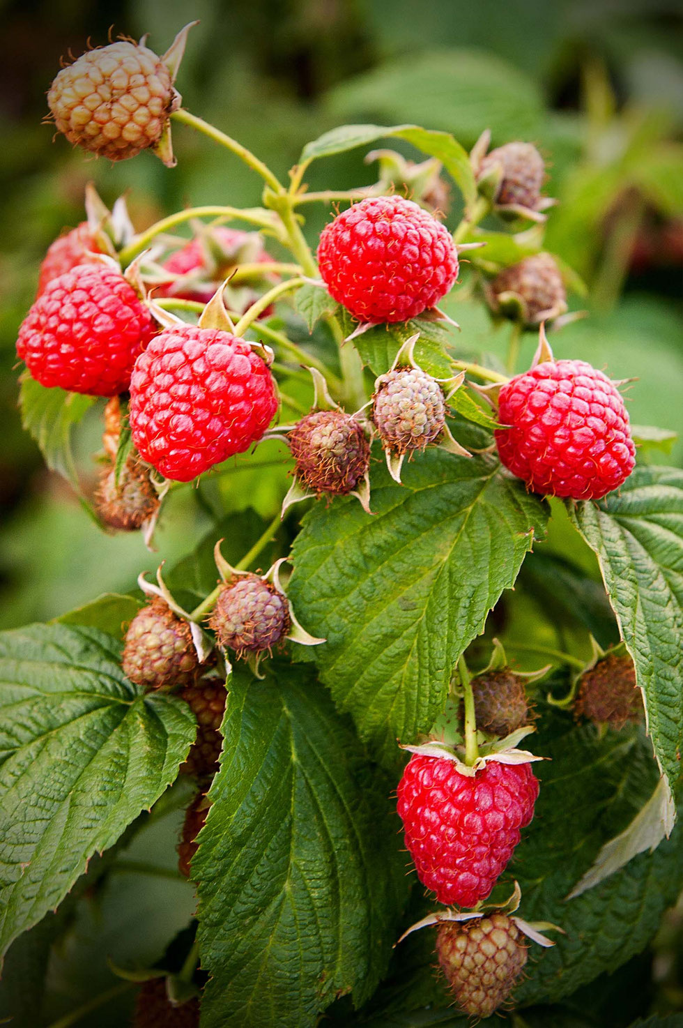 Essig, Fruchtessig, Balsam, Balsamessig, Früchte, Mango, Basilikum, Himbeeren, Cranberries, Rezept, selber machen, diy, Kräuterhexe, Küchenhexe, grüne Hexe,