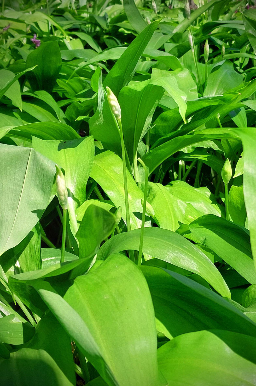 Bärlauch, Allium ursinum, Frühling, Butter, Kräuterbutter, Bärlauchbutter, essbare Blüten, Kräuter, Wildkräuter, Wildkräuter sammeln, Gänseblümchen, Veilchen, Silberblatt, Löwenzahn, Ahornblüten, Vergissmeinnicht, Kräuterhexe, Grüne Hexe
