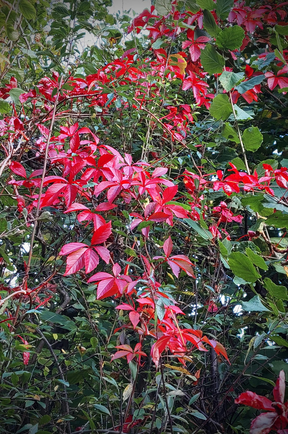 Herbst, Dekoration, Deko, selber machen, selbstgemacht, Kranz, Blätter, Blätterkranz, Herbstkranz, Herbstblätterkranz, diy, Herbstliebe, Herbstfarben, Blättergirlande, Pappelblätter, Pfaffenhütchen, Windlicht, Basteln, Kreatives, Natur, Naturmaterialien, 
