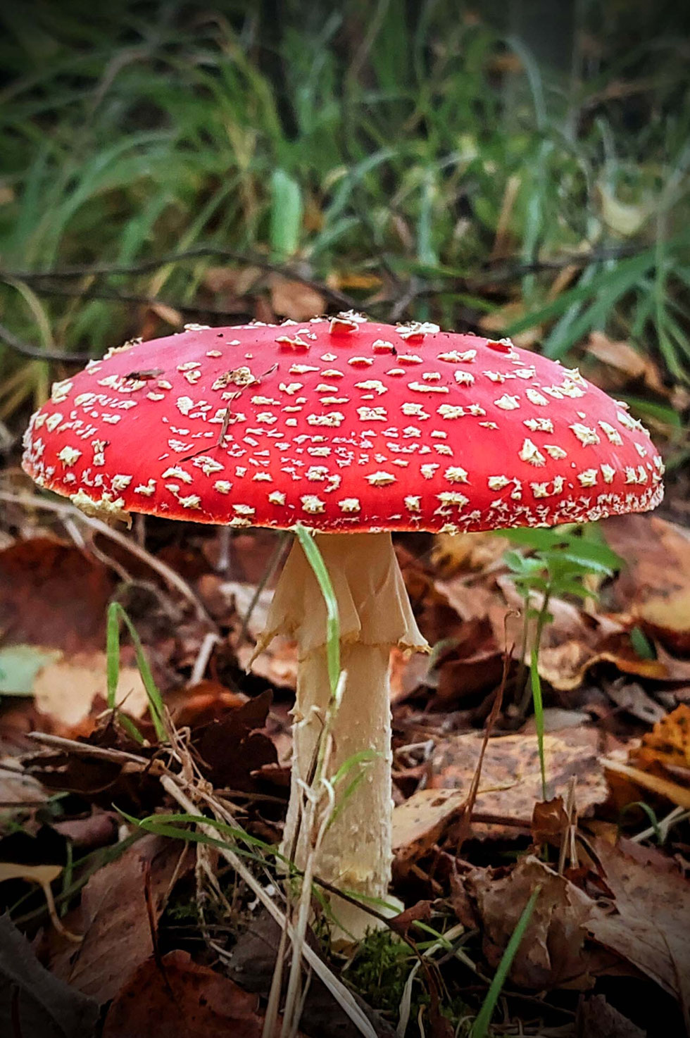 Fliegenpilz, Krötenstuhl, Mythologie, Amanita, Amanita muscaria, selber machen, Papiermaché, handgemacht, diy, Wald, Ibotensäure, Muscimol, Microdosing, getrocknete Pilze, giftig, toxisch, basteln, Pilze, nordische, Pantherina-Syndrom, Pantherpilz 